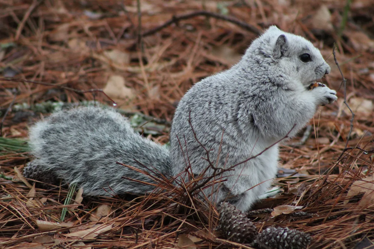 Fox Squirrel