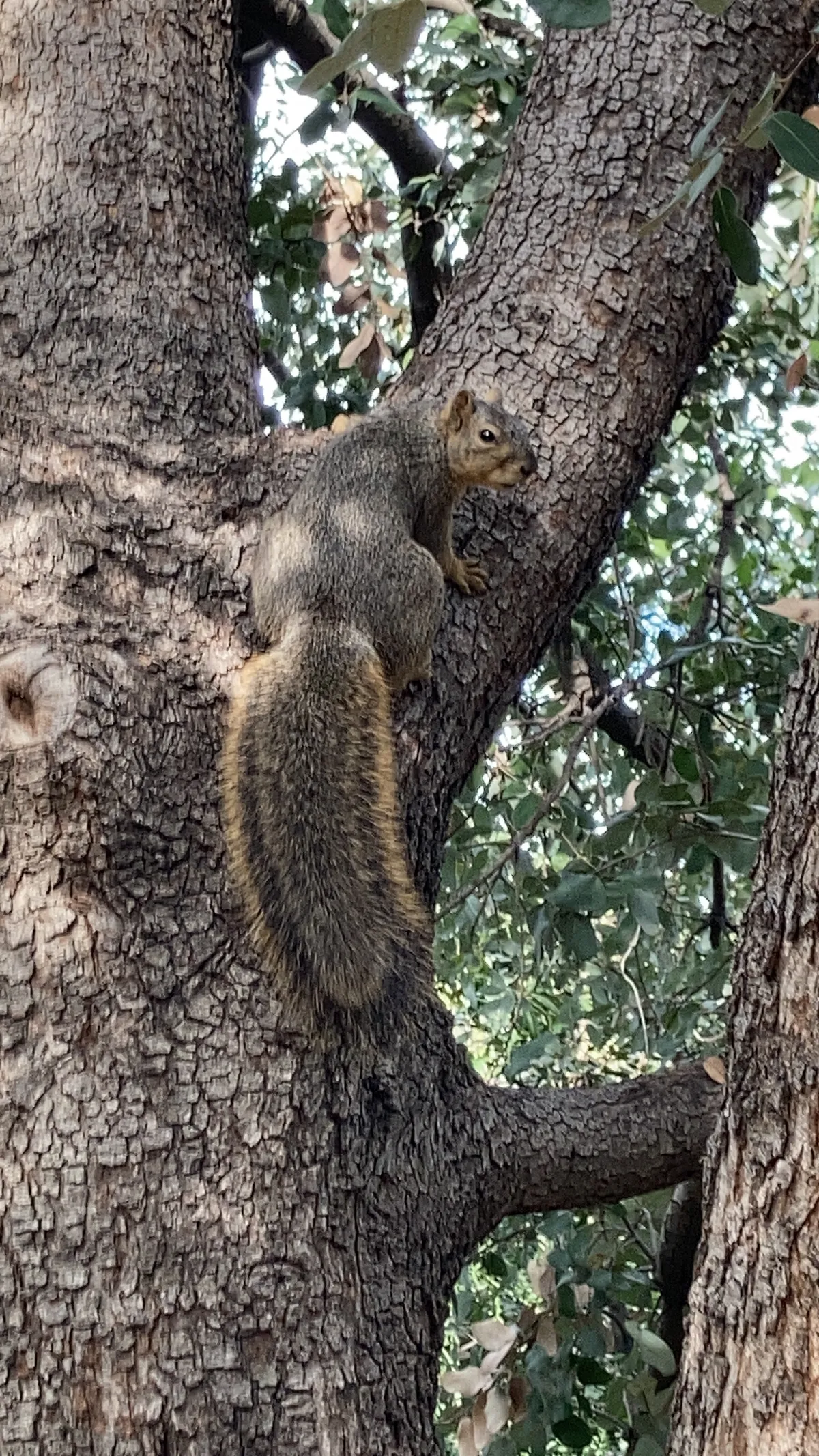 Fox Squirrel