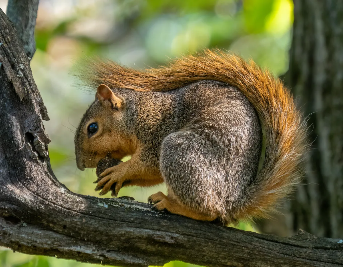 Fox Squirrel