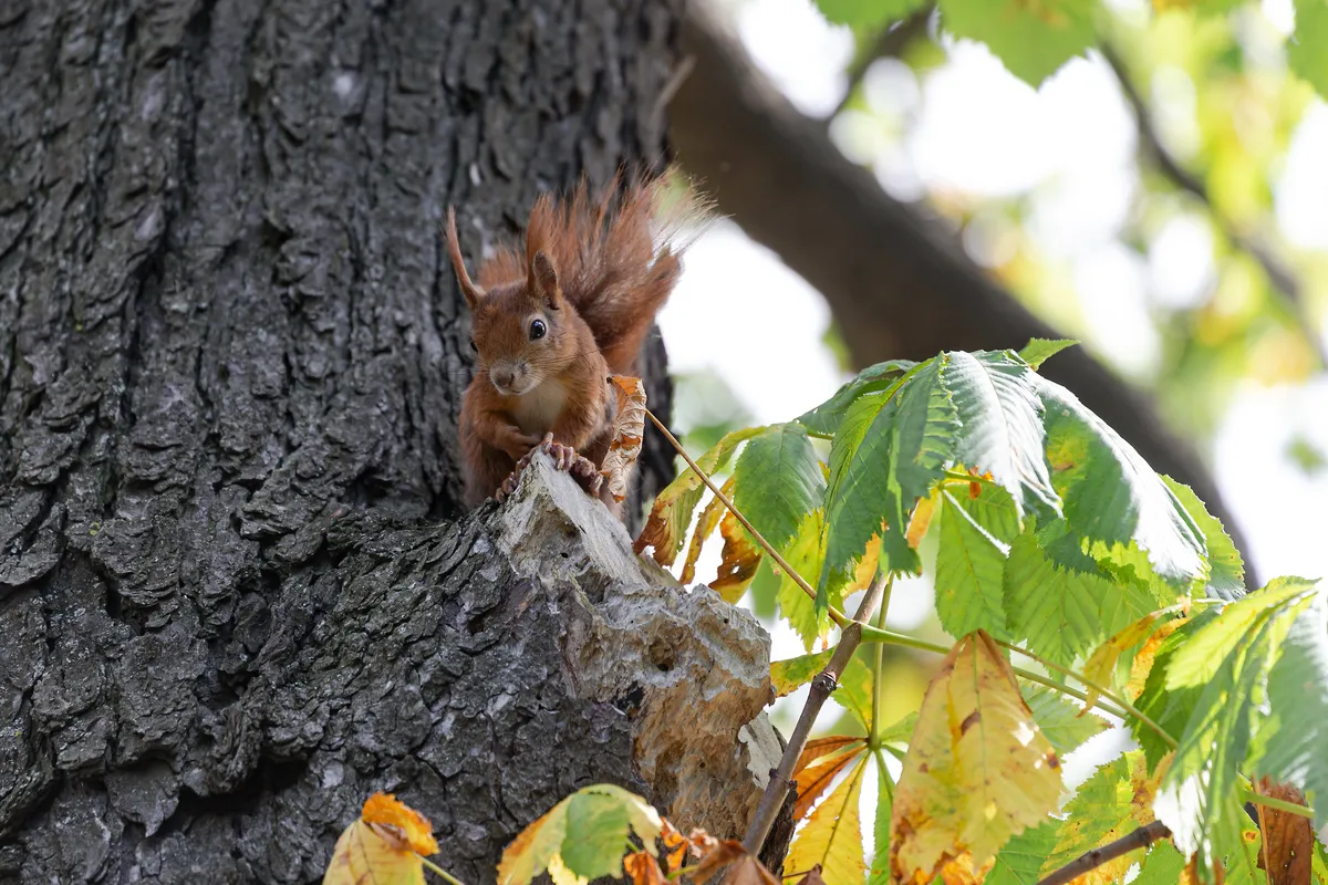 Sciurus vulgaris