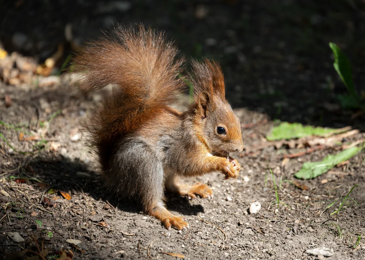 Eurasian Red Squirrel