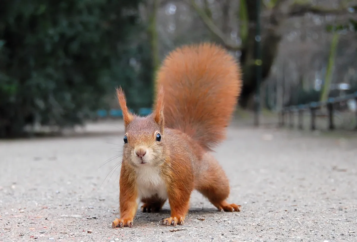 Eurasian Red Squirrel