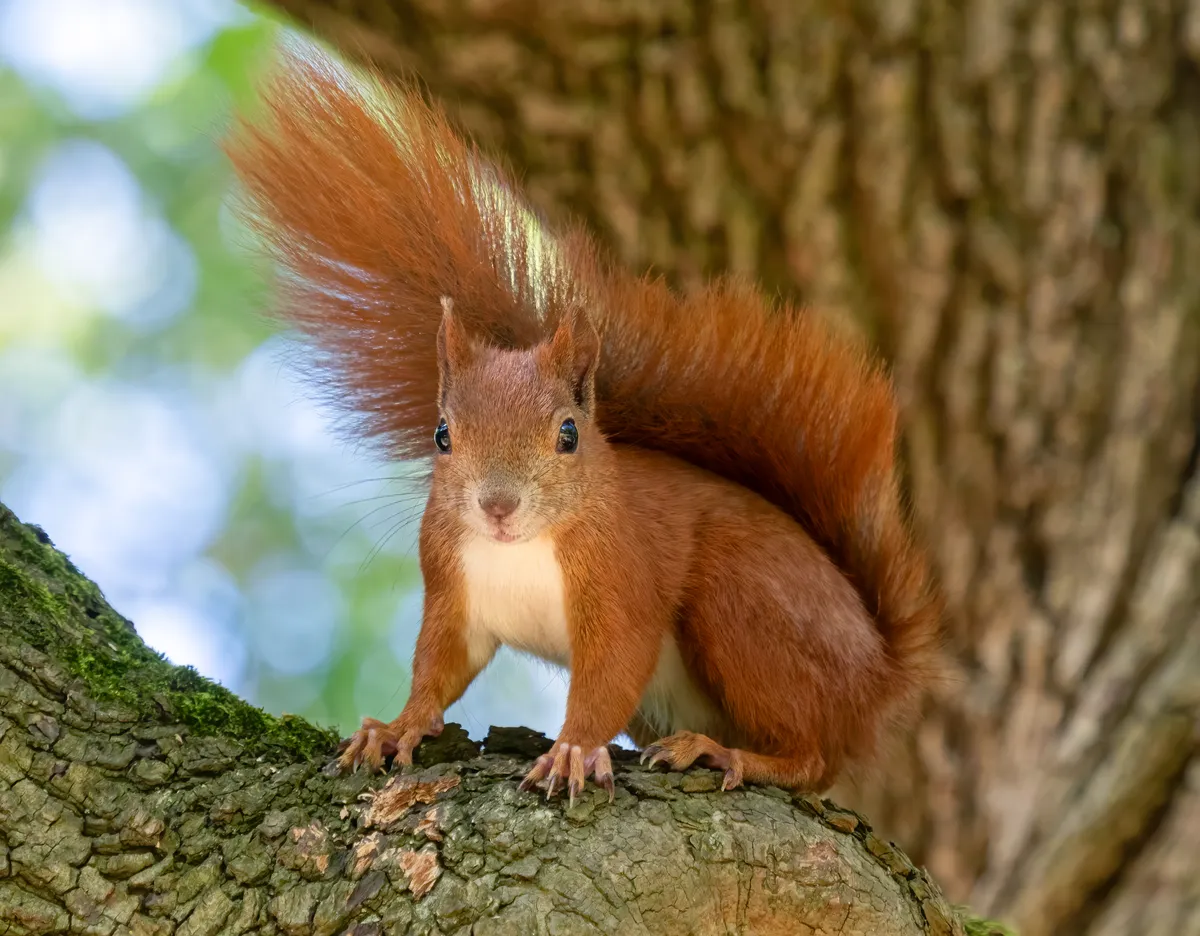 Eurasian Red Squirrel