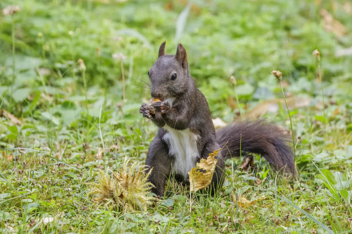 Eurasian Red Squirrel