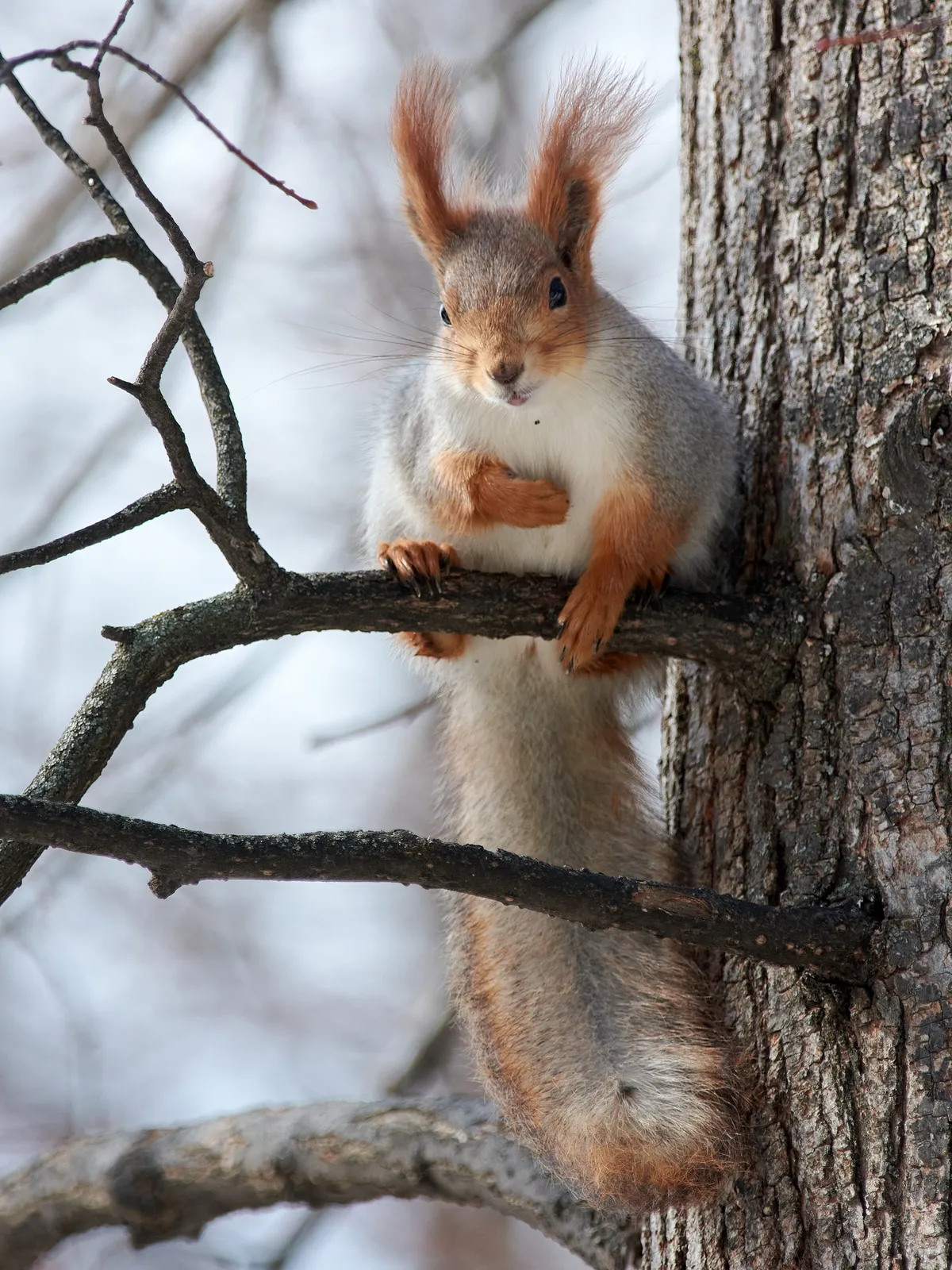 Eurasian Red Squirrel