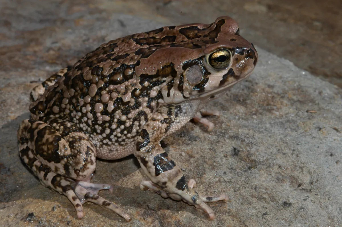 Sclerophrys capensis