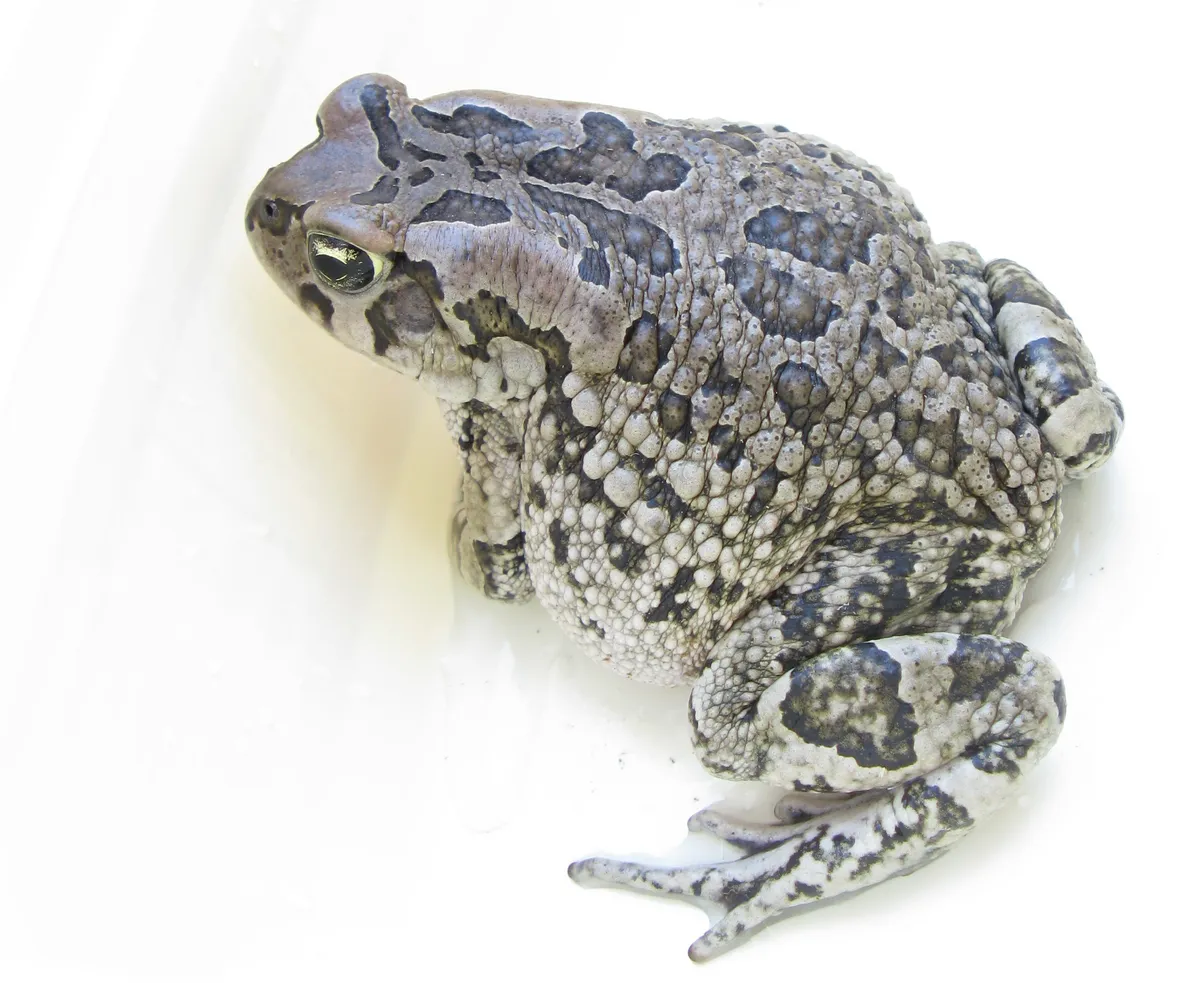 Raucous Toad