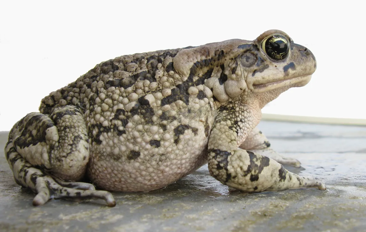 Raucous Toad