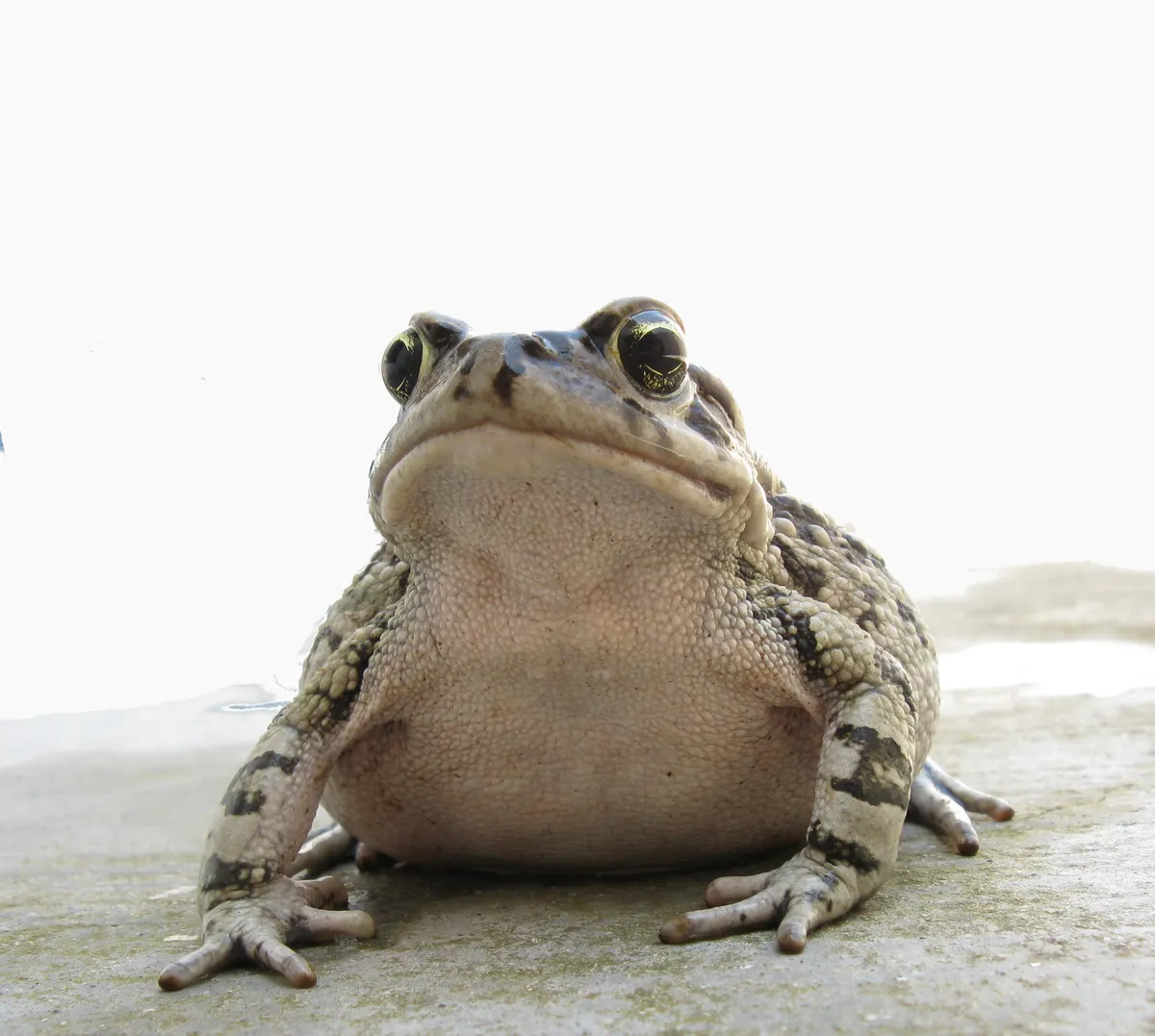 Raucous Toad