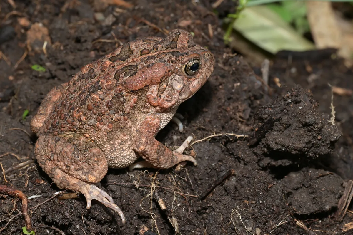 Sclerophrys gutturalis