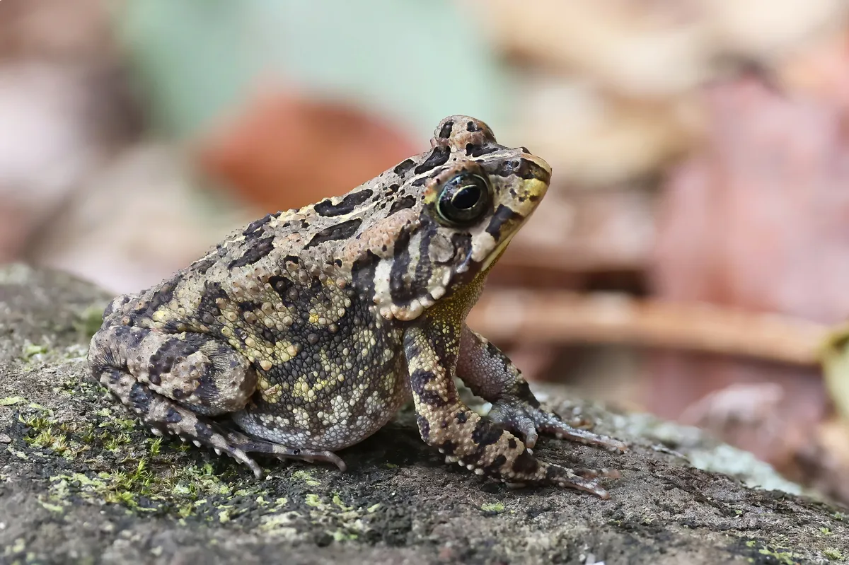 African common toad