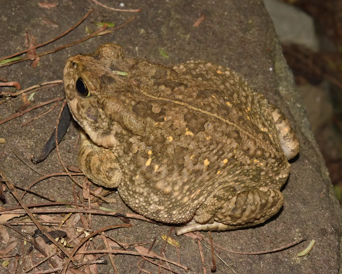 African common toad