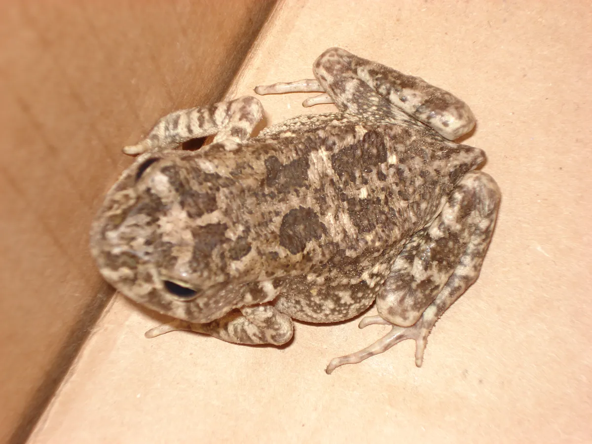 Sclerophrys maculata