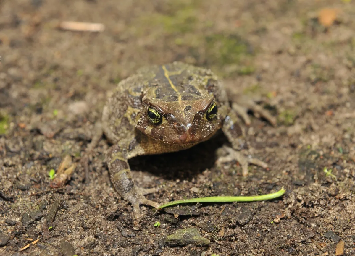 Sapo Leopardo Occidental