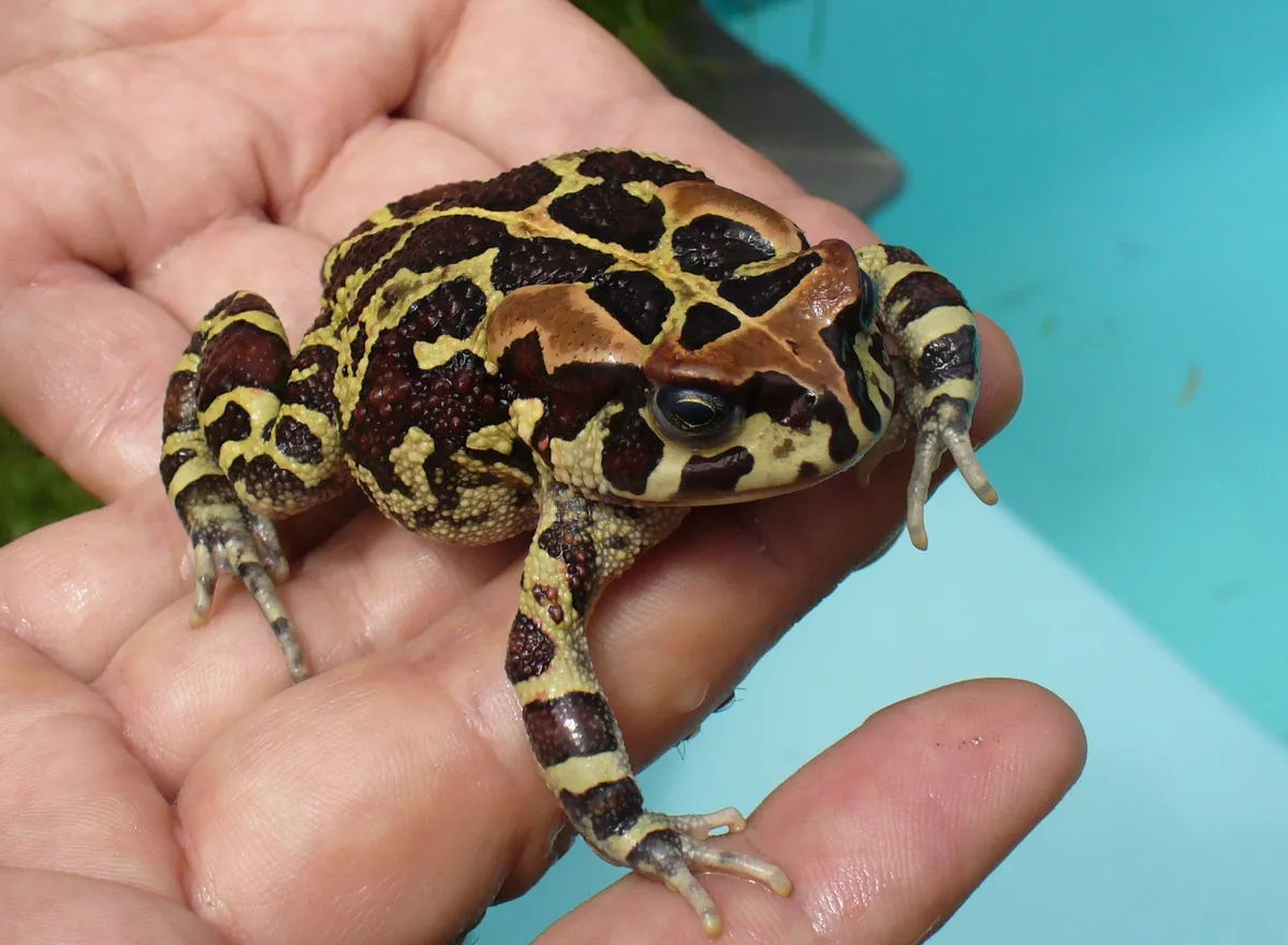 Sapo Leopardo Occidental