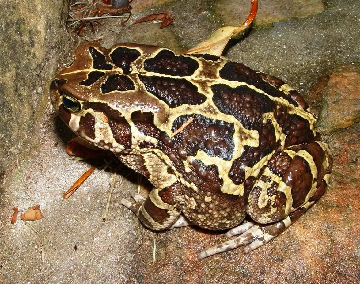 Sapo Leopardo Occidental