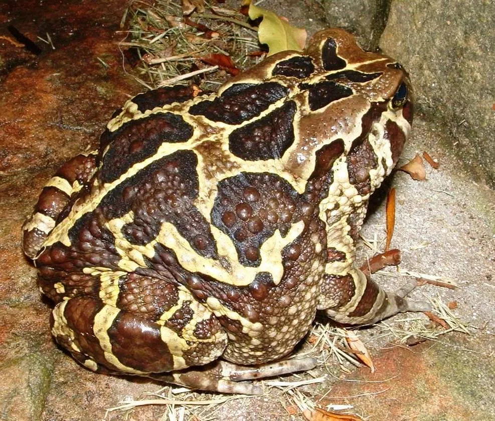 Sapo Leopardo Occidental