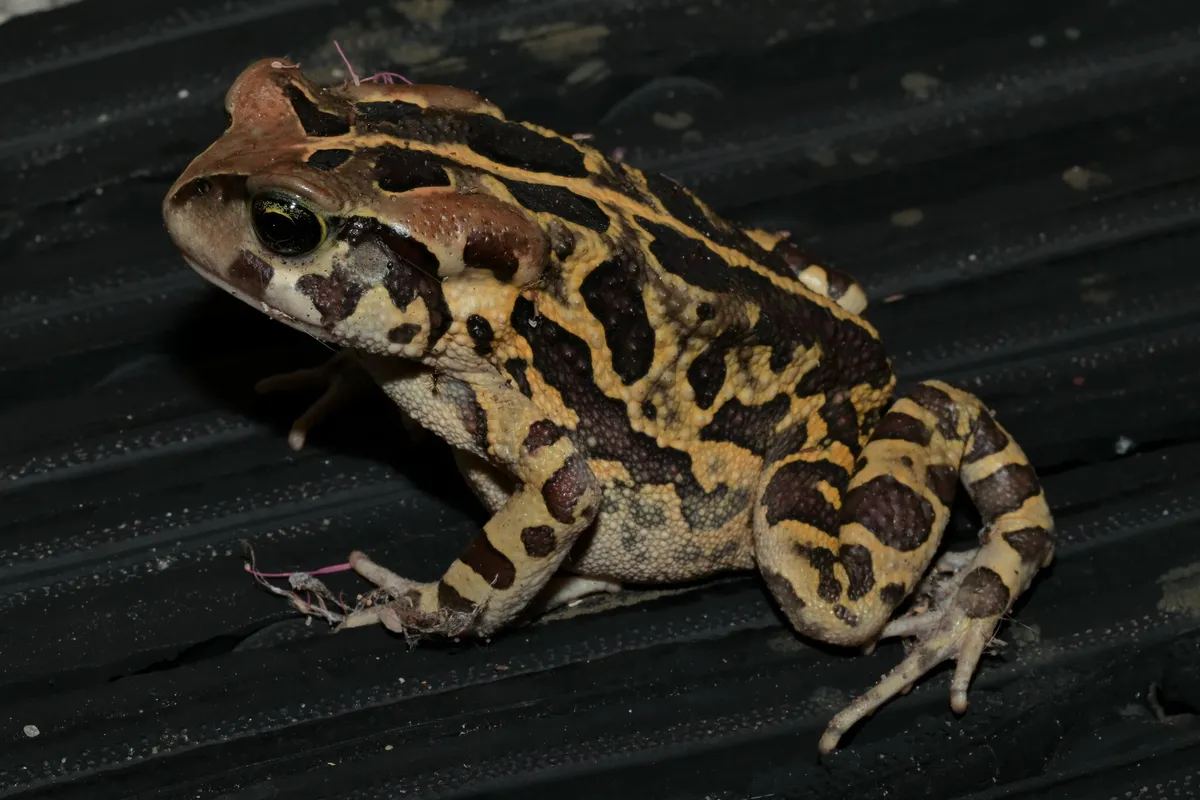 Sapo Leopardo Occidental