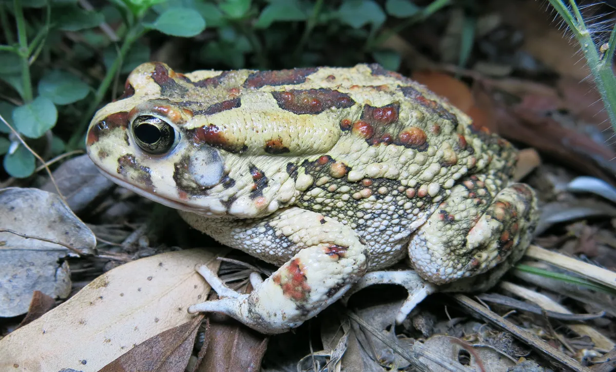 African Common Toad
