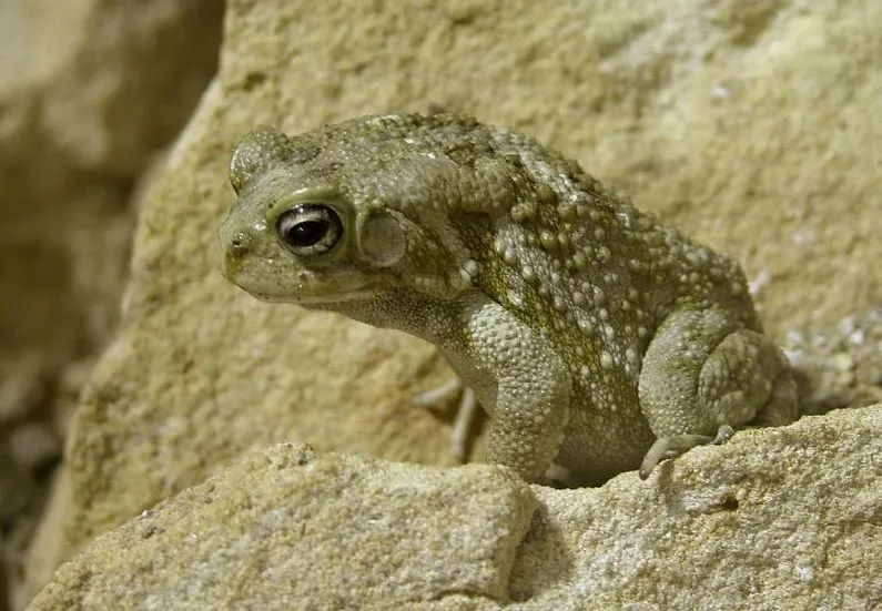 African Common Toad