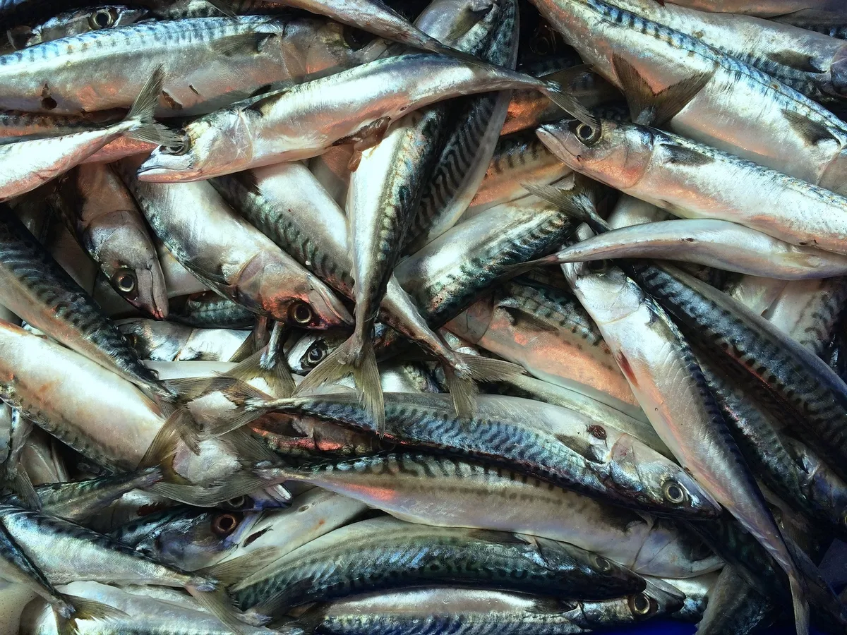 Atlantic Mackerel