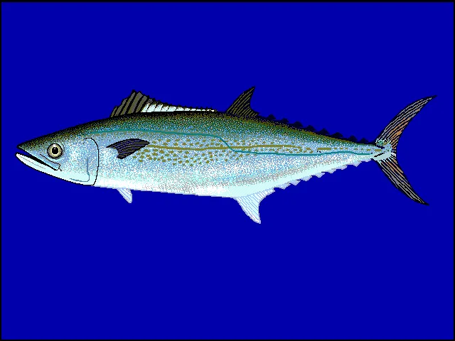 Cero Mackerel