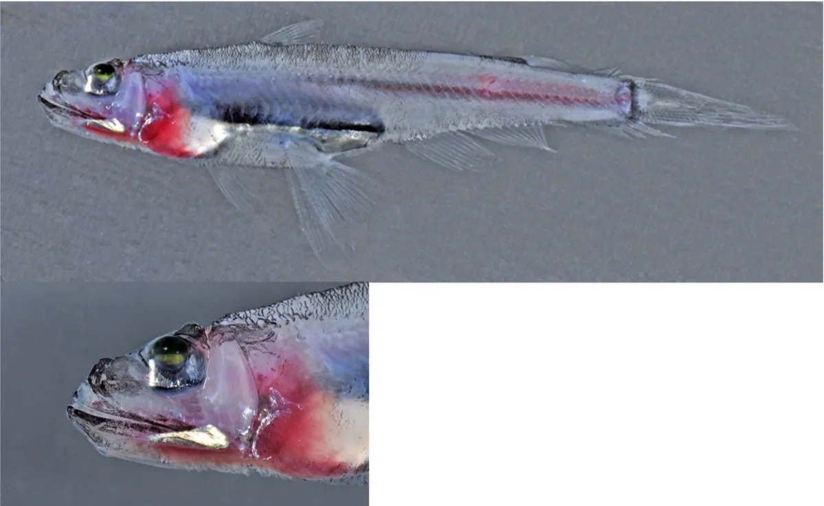 Scopelarchoides nicholsi