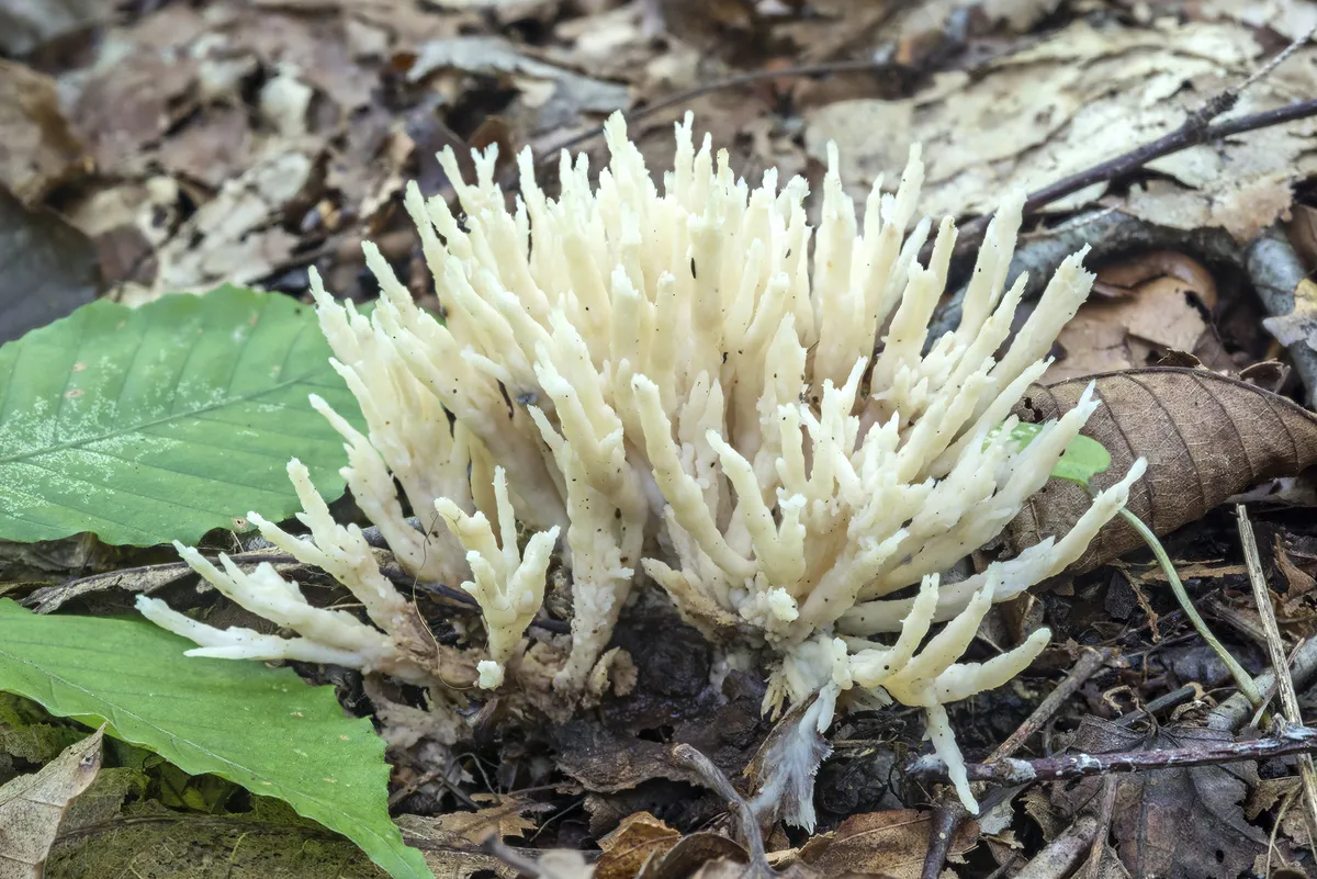 Jellied False Coral Fungus
