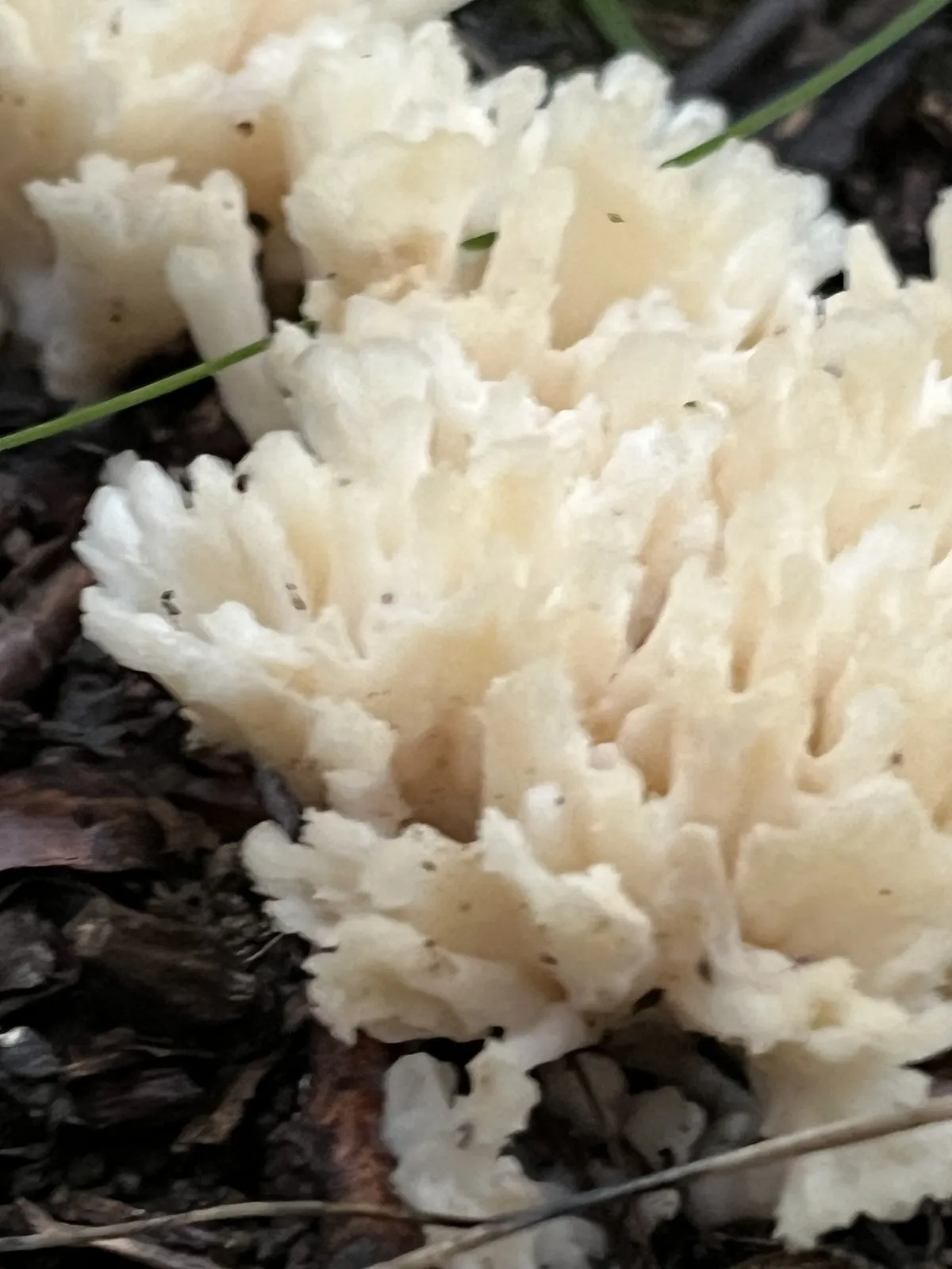 Jellied False Coral Fungus