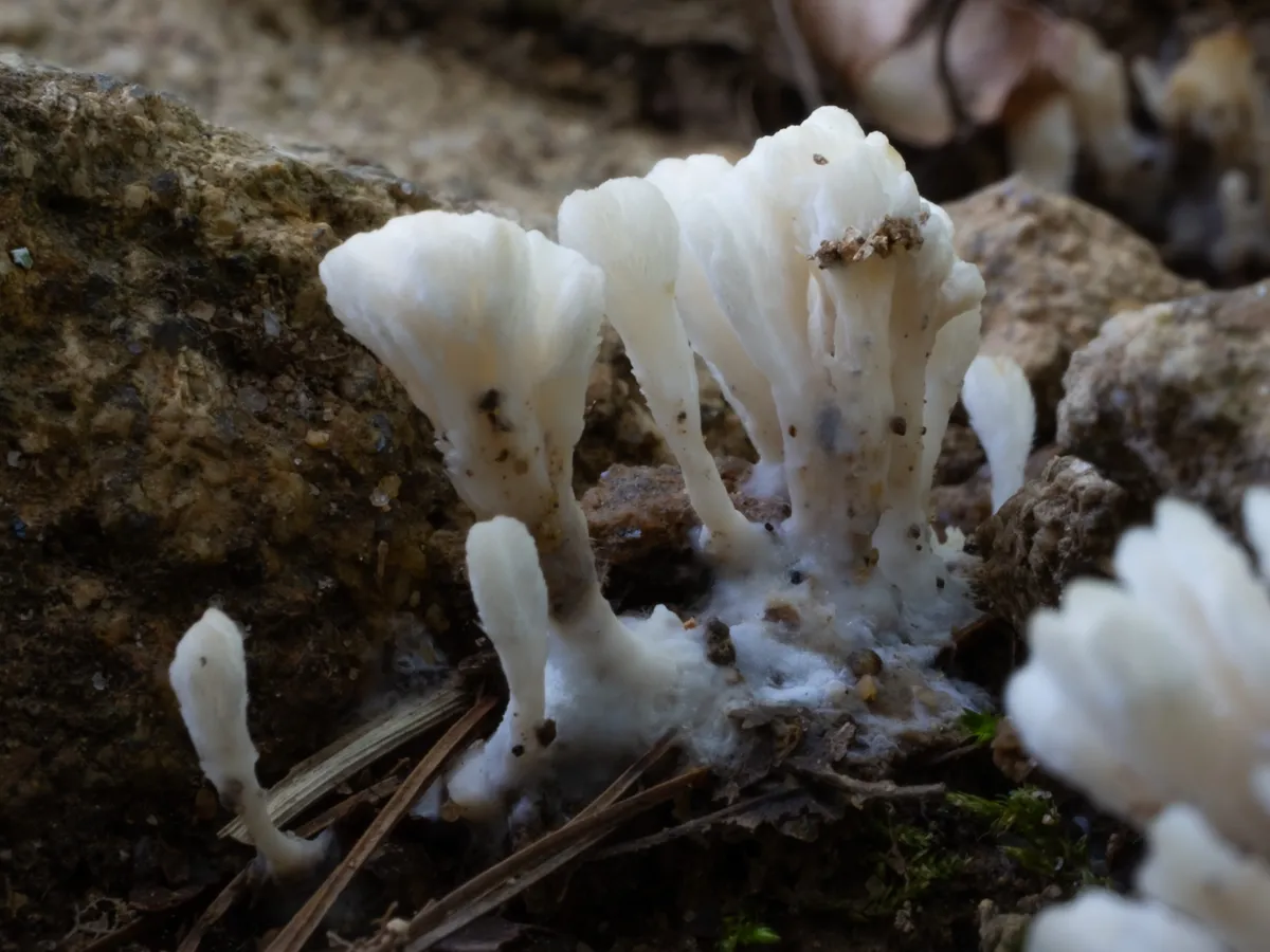 Jellied False Coral Fungus