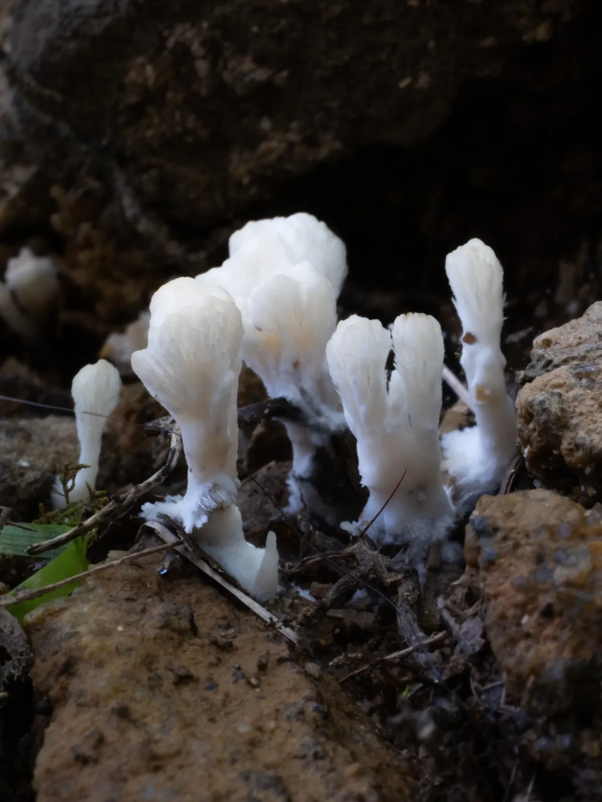 Jellied False Coral Fungus