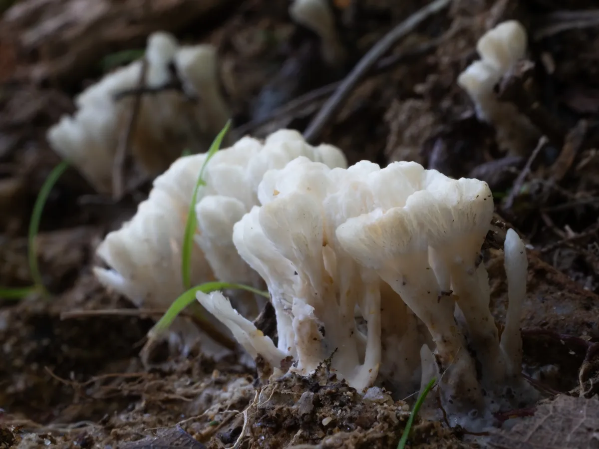 Jellied False Coral Fungus