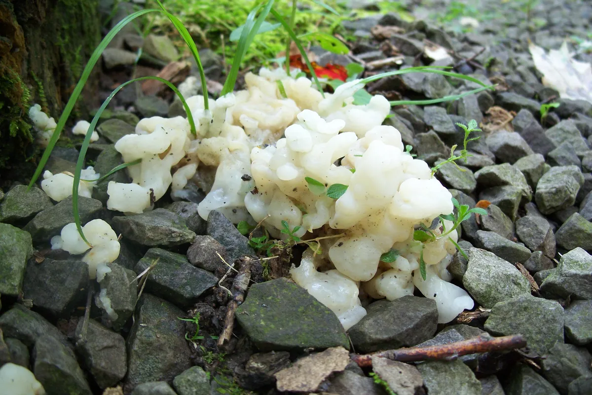 White Coral Jelly Fungus