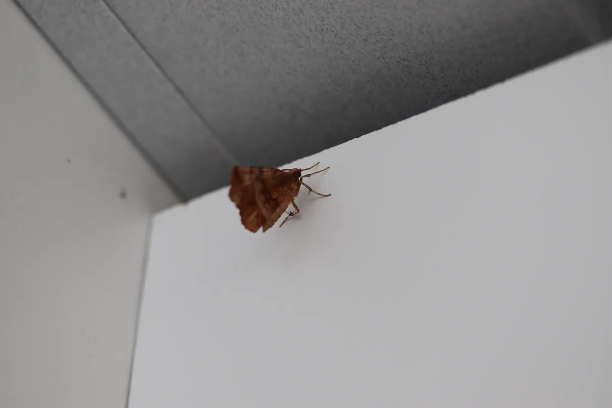 Vara de Oro Temprana