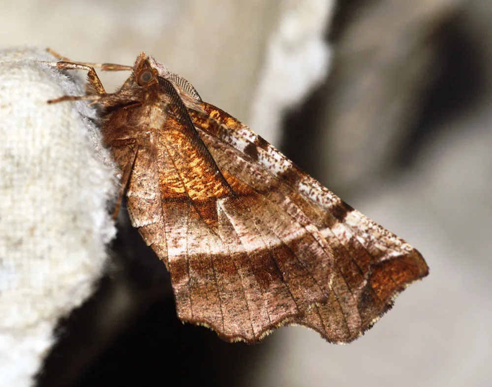 Vara de Oro Temprana