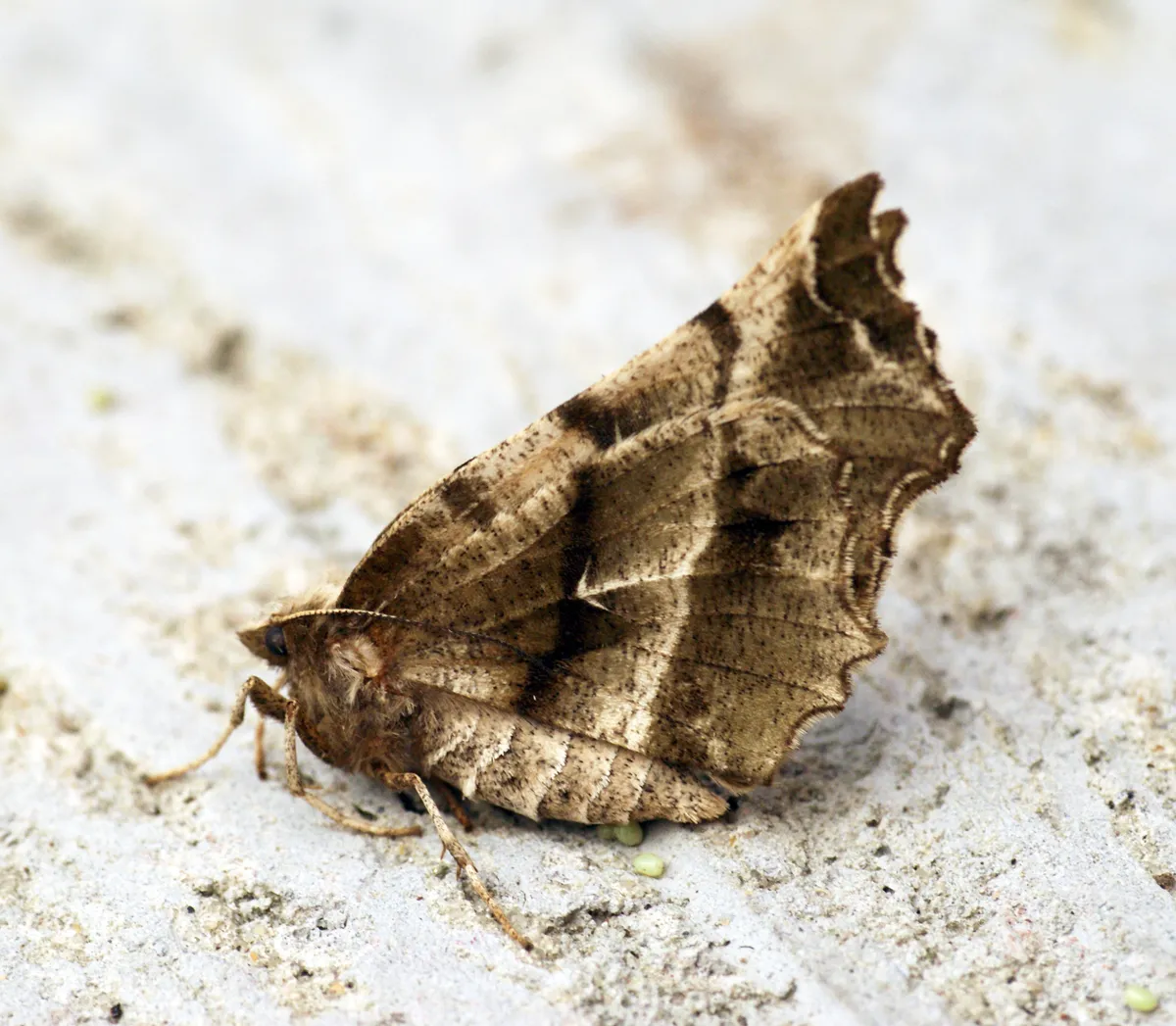 Vara de Oro Temprana