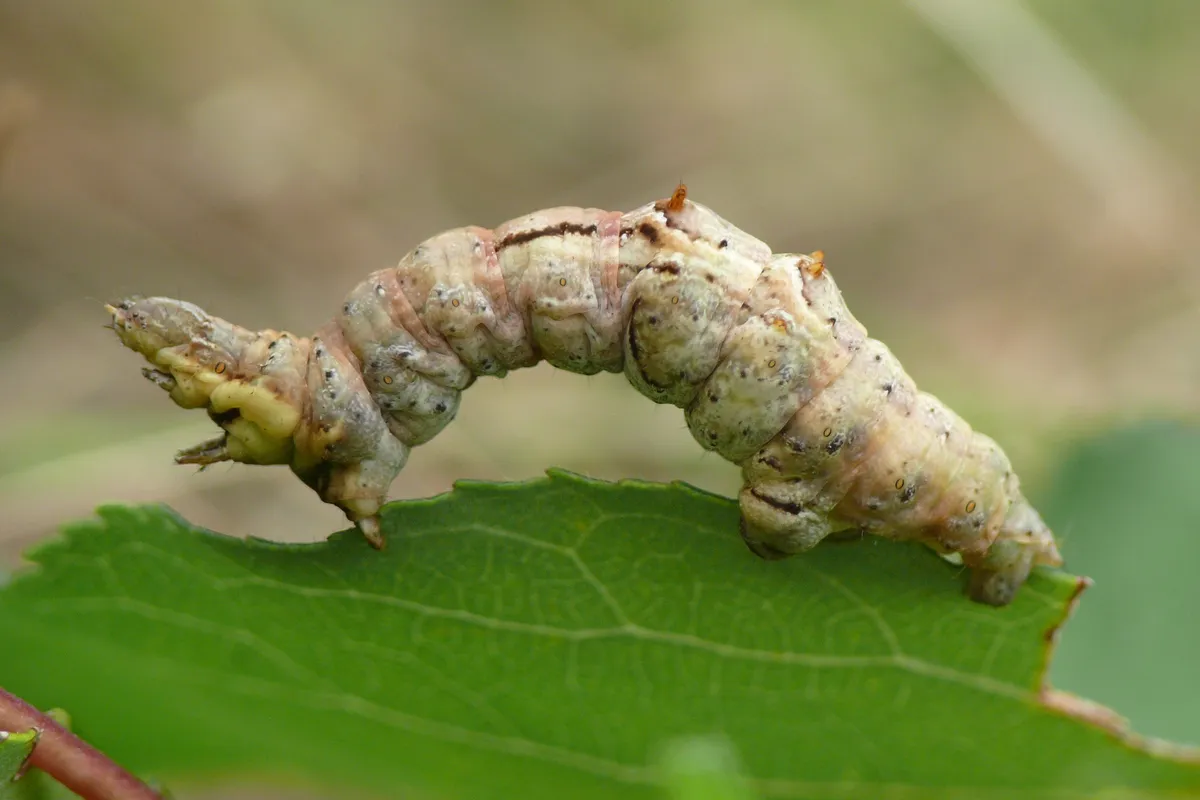 Vara de Oro Temprana