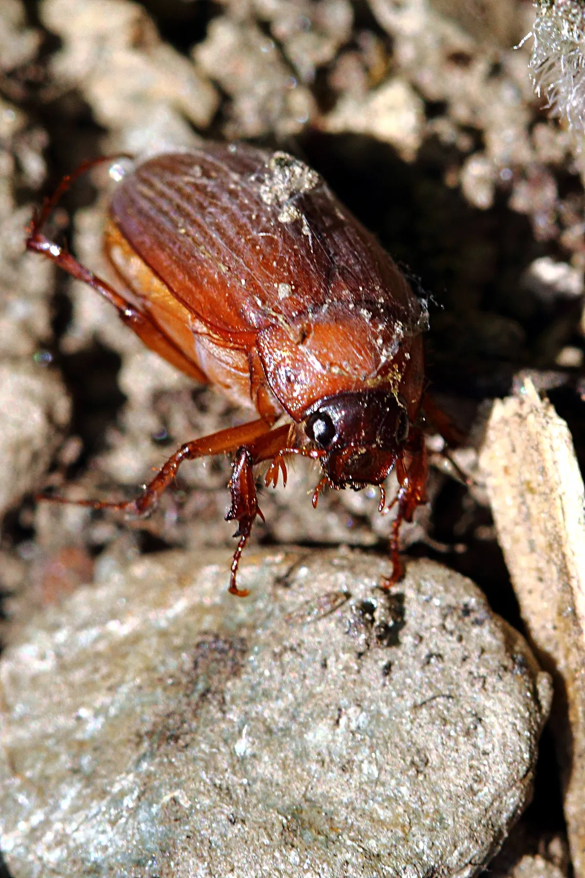 Brown Chafer