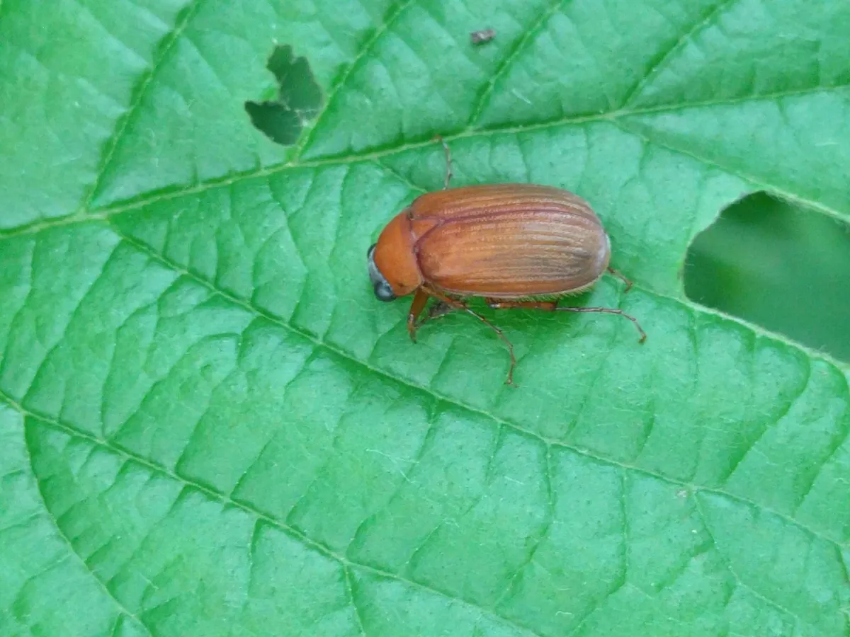 Brown Chafer
