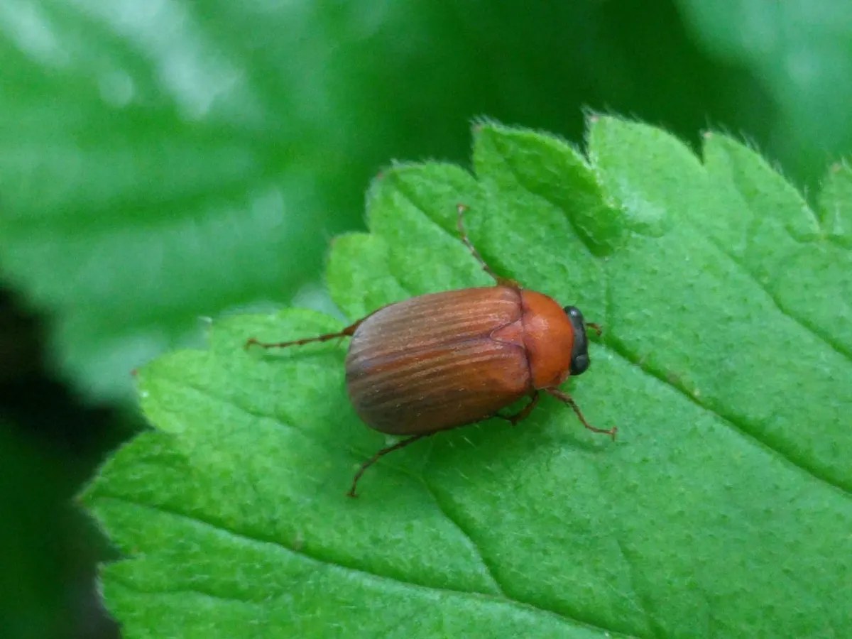 Brown Chafer