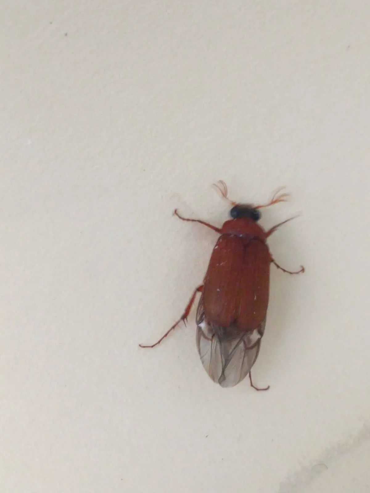 Brown Chafer