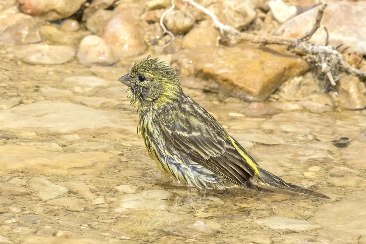 European Serin