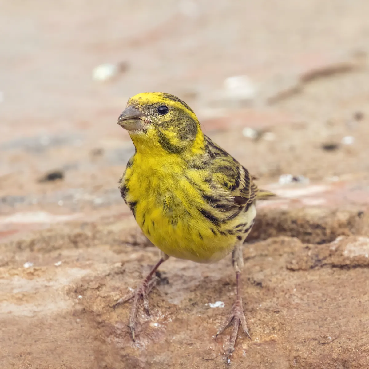 European Serin