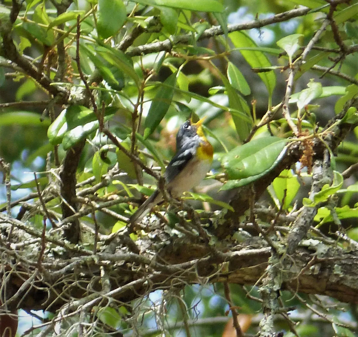 Northern Parula