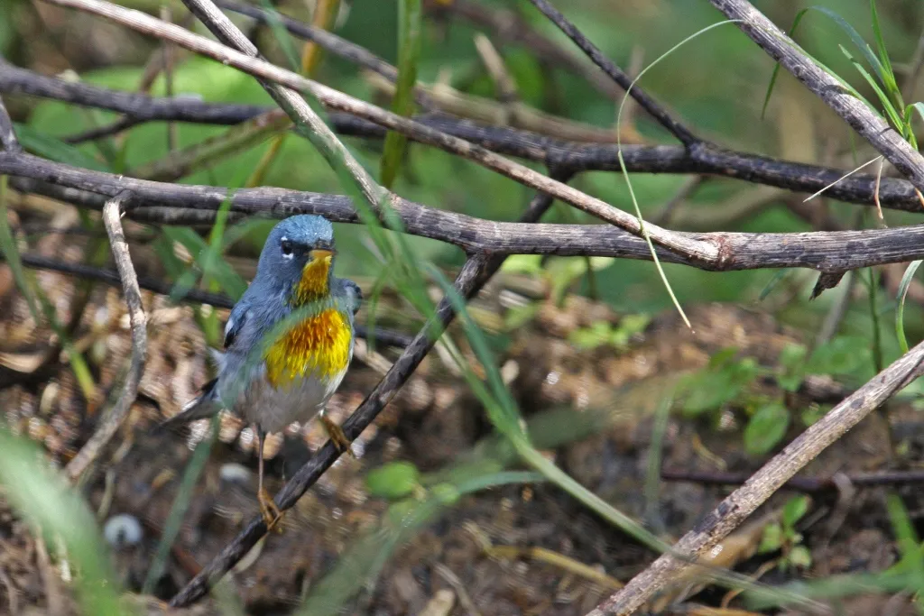 Northern Parula
