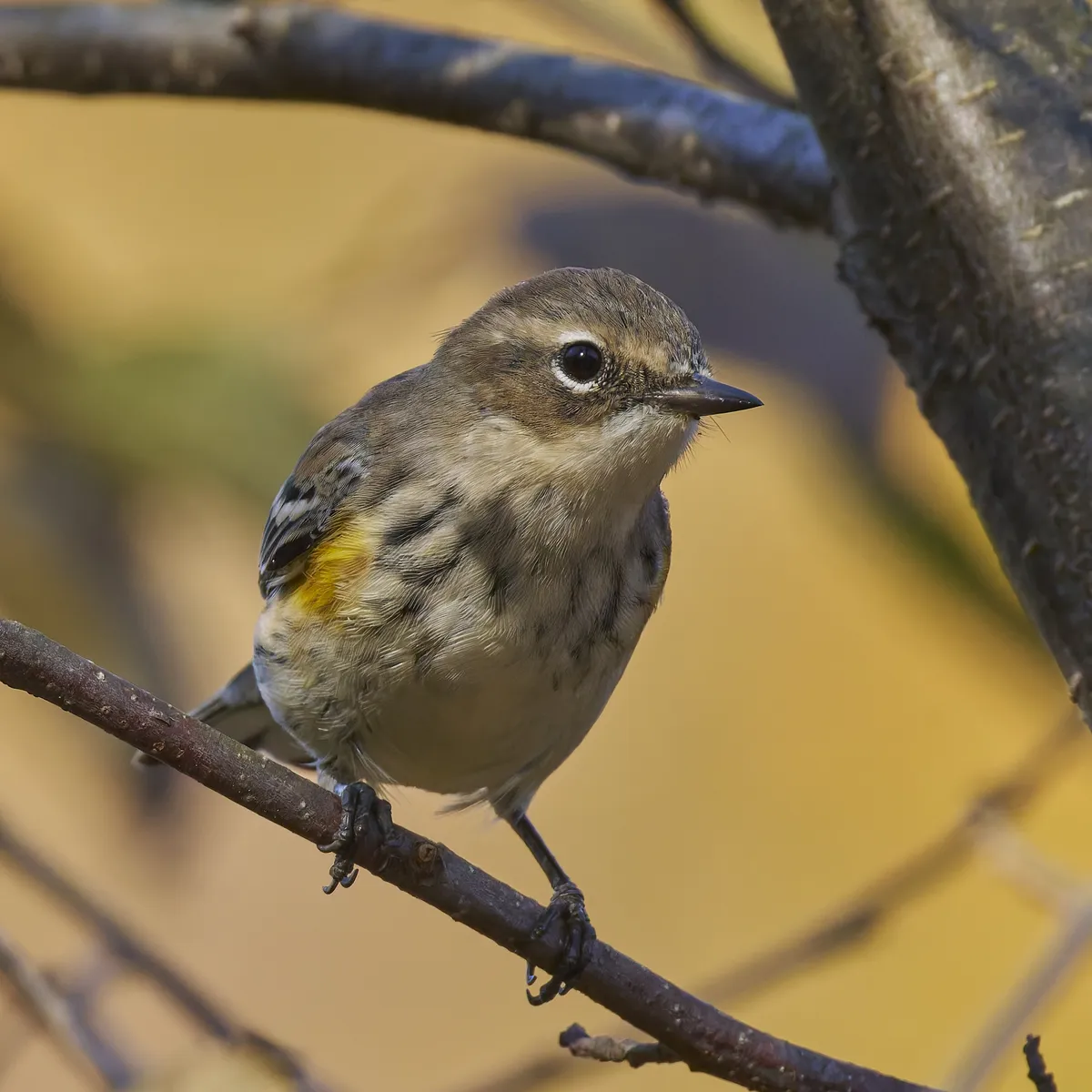 Myrtle Warbler