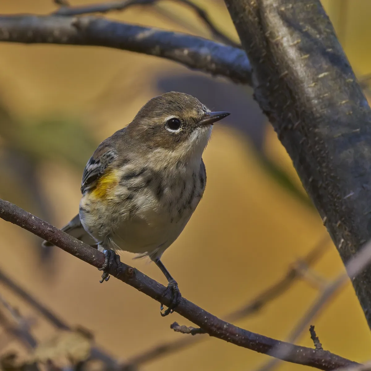 Myrtle Warbler
