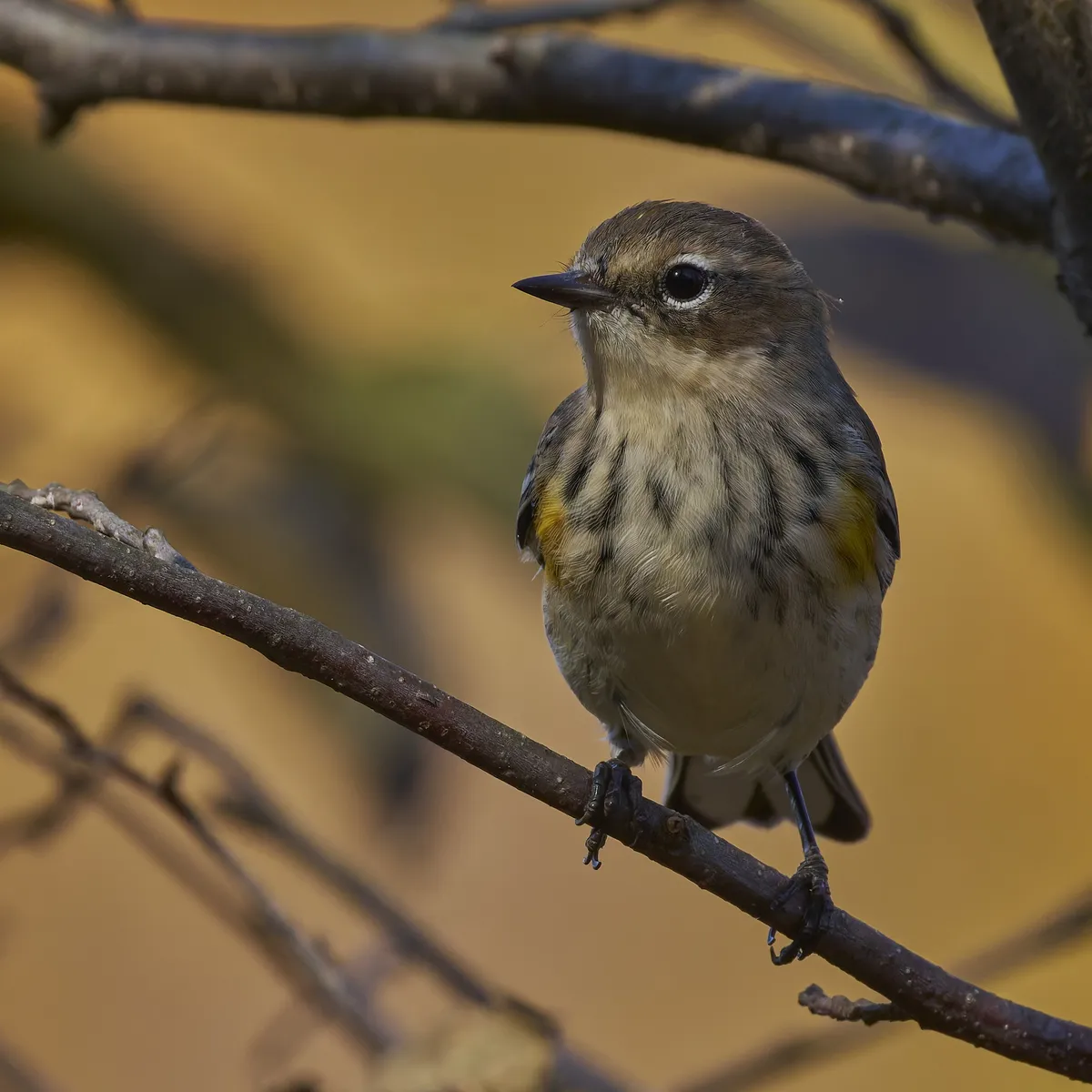 Myrtle Warbler