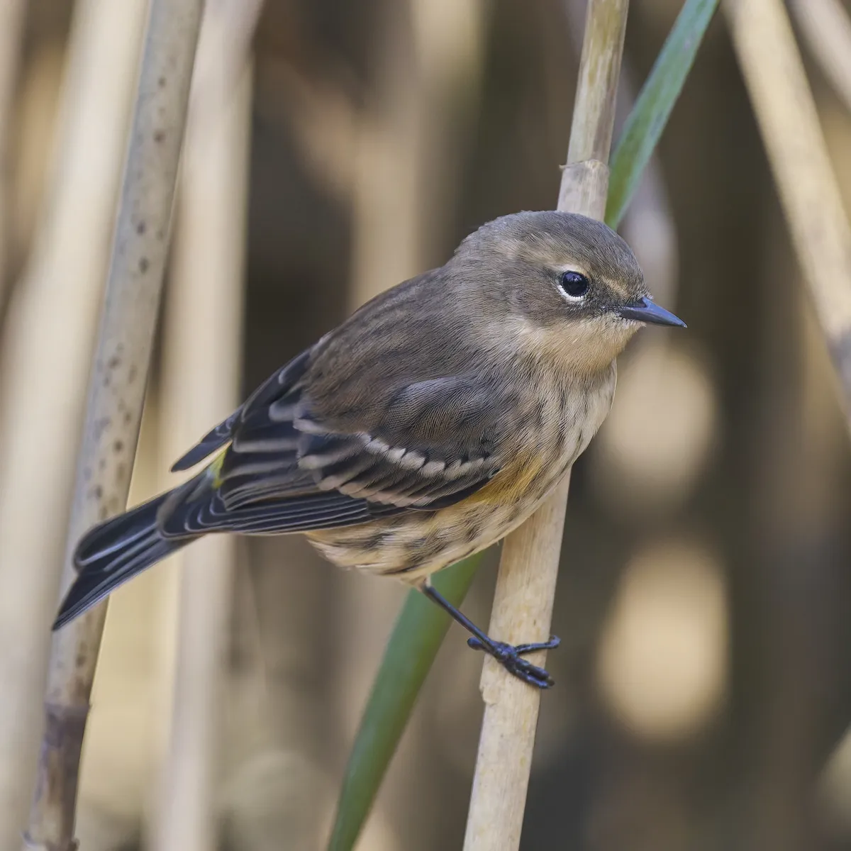 Myrtle Warbler