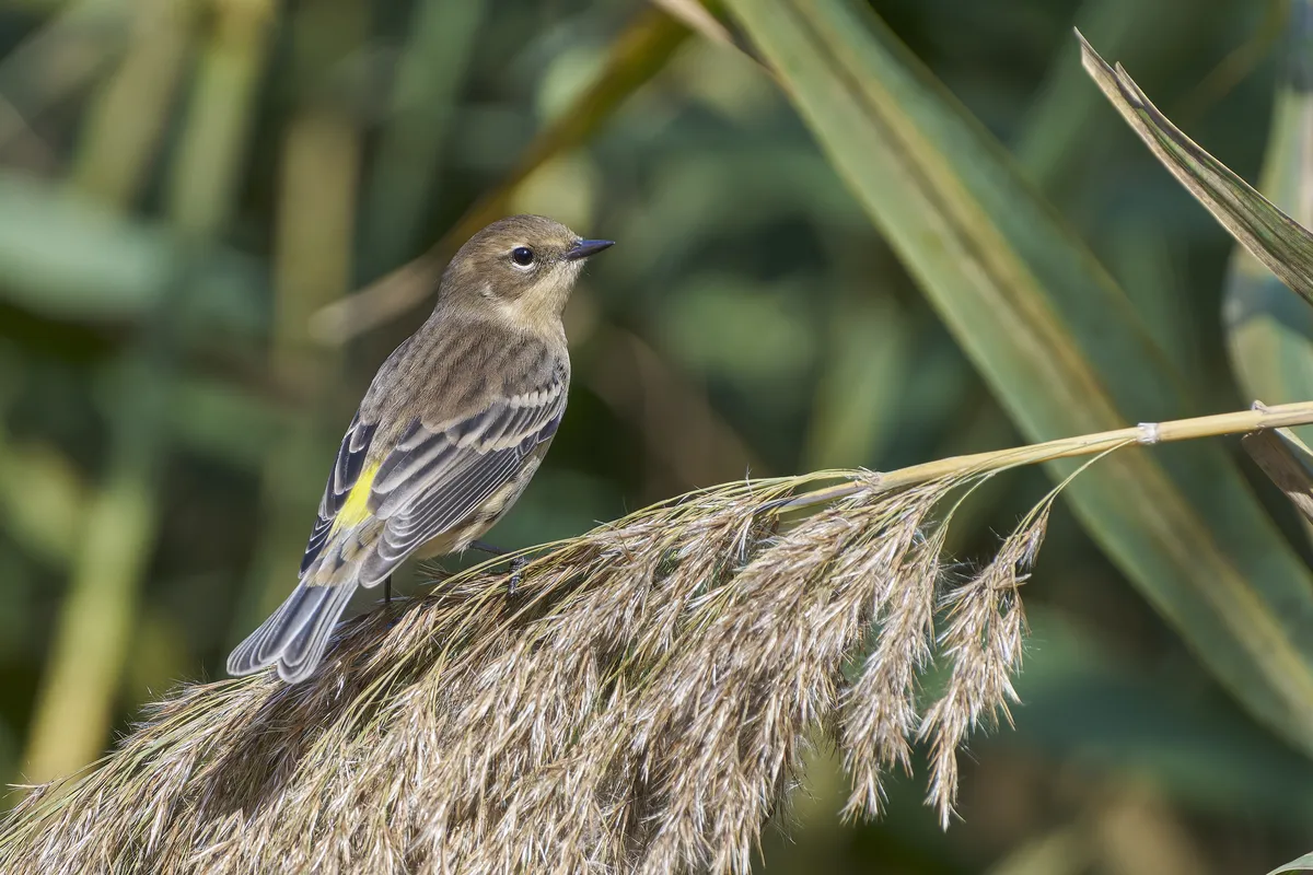 Myrtle Warbler
